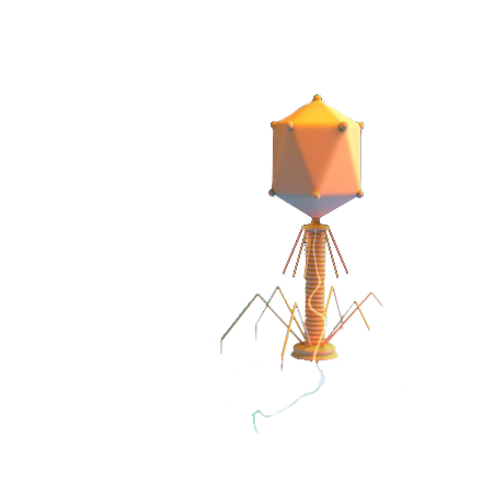 Bacteriophage_2 Bacteriophage